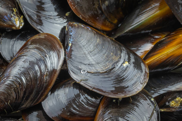 istock raw mussels, top view, close-up 2199305534