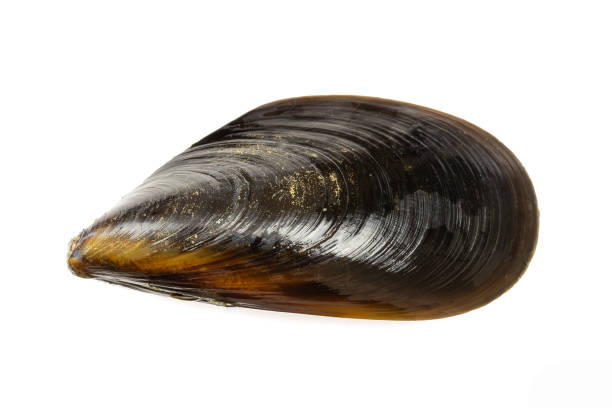 istock a raw mussel isolated on a white background 2199305536