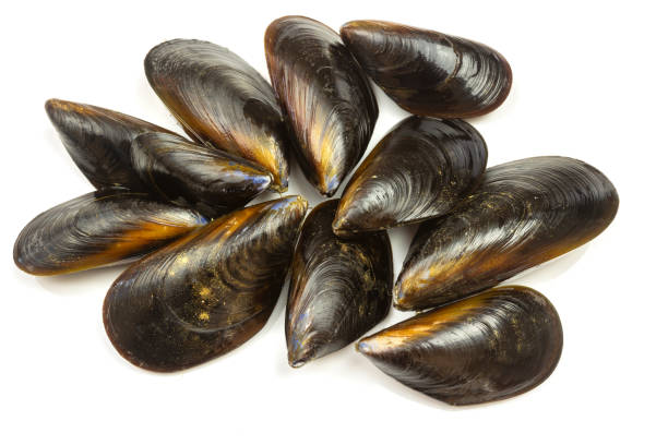 istock raw mussels isolated, top view, close-up 2199305545