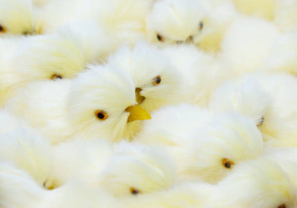 A group of baby chicks are sitting on a surface. The chicks are all white and fluffy. They are all facing the same direction, and some of them are looking at the camera