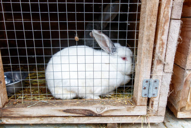 istock A white rabbit is sitting in a cage with a metal fence 2199307947