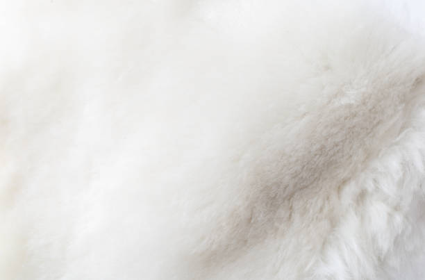 istock A white fur with a lot of texture 2199308383
