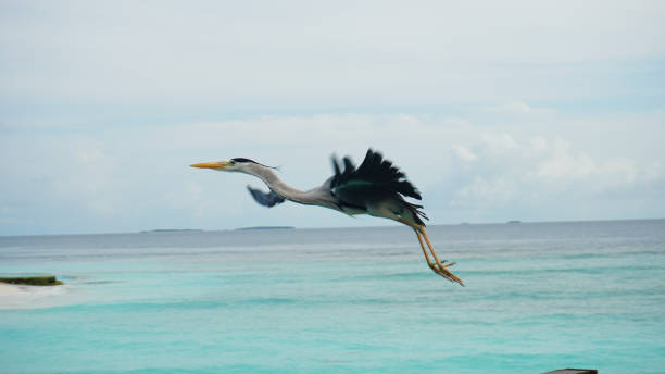 istock Grey heron flying over a tropical turquoise sea 2199310155