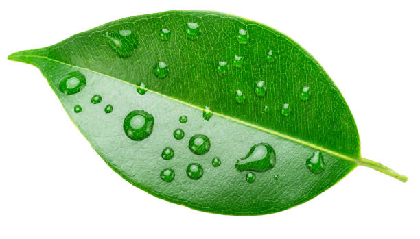 istock Ficus benjamina leaf covered with water drops isolated on white background. File contains clipping path. 2199310573