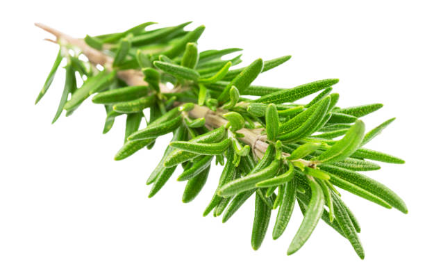 istock Green fresh rosemary twig isolated on white background. File contains clipping path. 2199310668