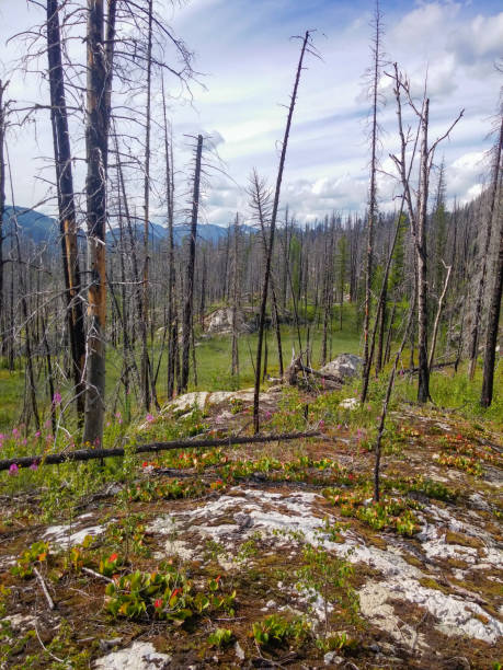 istock burnt forest against the background of a river, mountain and sky with clouds 2199310743