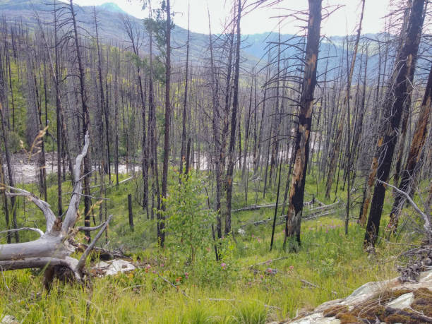 istock burnt forest against the background of a river, mountain and sky with clouds 2199310746