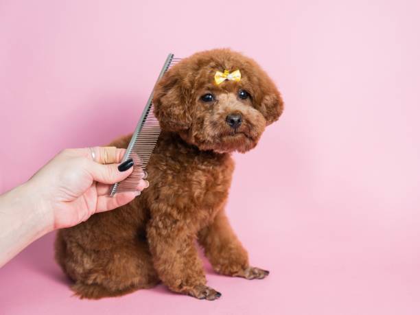 istock Woman combing a mini poodle on a pink background. 2199311305