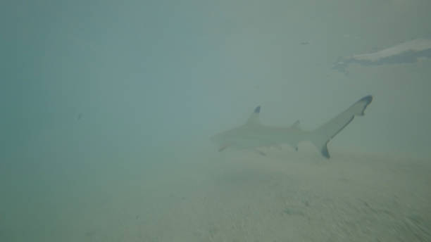 Baby Shark cruising through the lagoon of a maldivian island