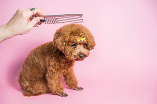 istock Woman combing a mini poodle on a pink background. 2199311450