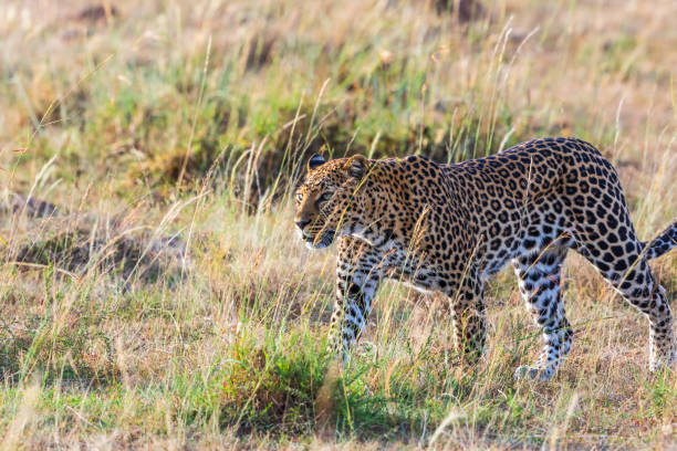 istock Close up a a Leopard walking on the Savanna 2199311921