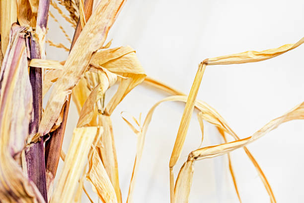 background of dry grass, wheat.on a light background