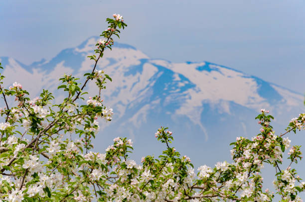 Picturesque foothills with blooming wild apple trees in the south-east of Kazakhstan in the Almaty region