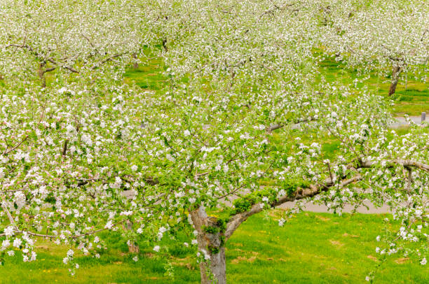 istock Apple blossoms blooming in apple fields. Aomori, Japan 2199313564