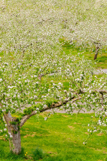 istock Apple blossoms blooming in apple fields. Aomori, Japan 2199313572