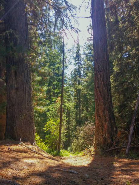 istock sunlight breaks through the dense crown of trees and falls to the ground 2199314828