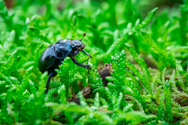 black beetle closeup crawling in green moss in a forest