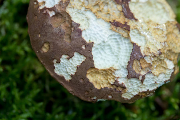 boletus badius eatable mushroom with bitemarks from animals in the forest