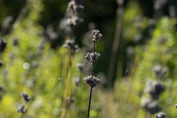 dry lavender plant in sunlight closeup
