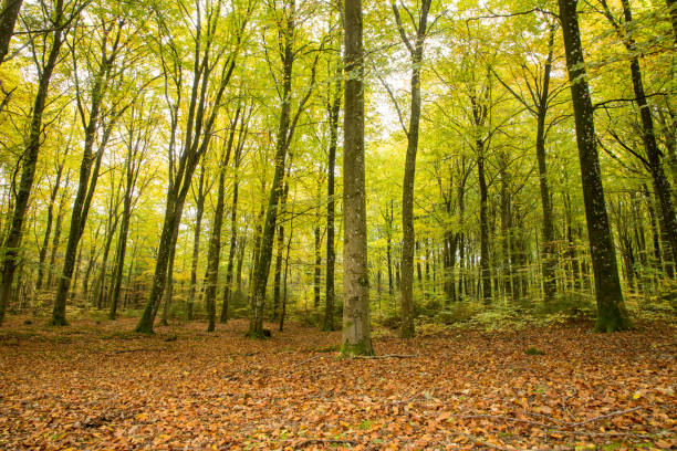 istock forest landscape image in warm autumn colors in scandinavia 2199315187