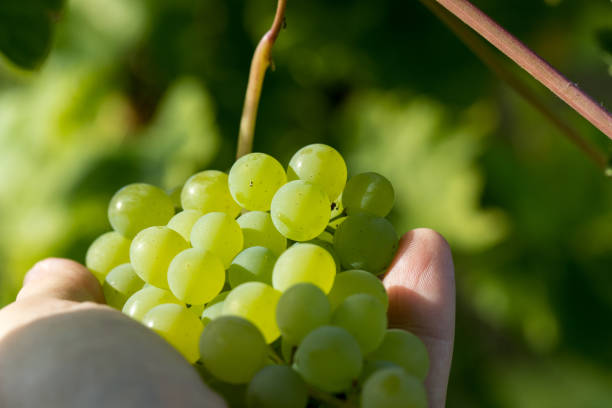 istock holding a bunch of green grapes in hand in sunlight 2199315267