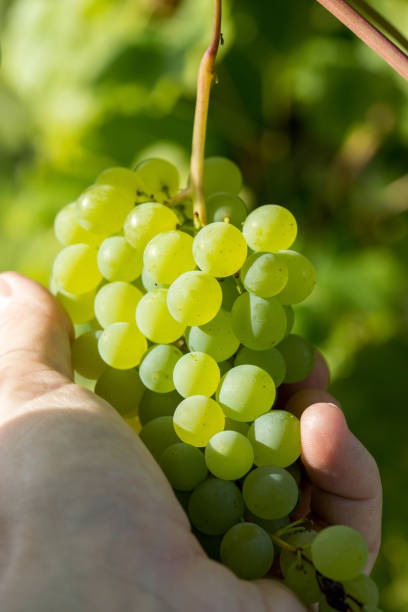 istock holding a bunch of green grapes in hand in sunlight 2199315298