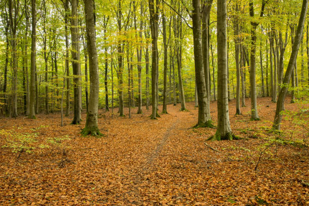 istock forest landscape image in warm autumn colors in scandinavia 2199315321