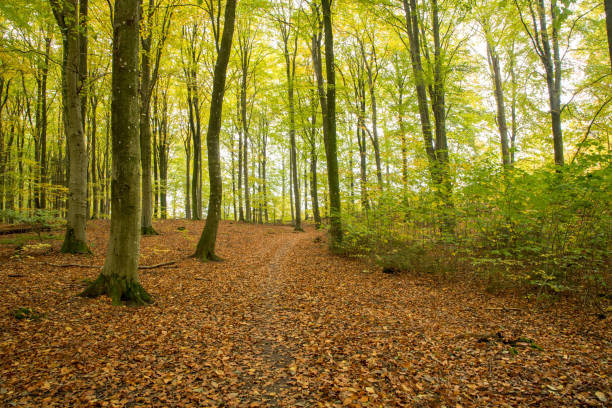 forest landscape image in warm autumn colors in scandinavia