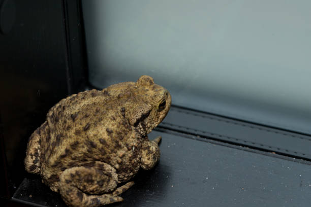 istock Large brown toad, with large and bright eyes trying to find a way out to nature again 2199315703