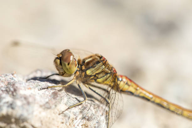 istock macro sympetrum vulgatum a green dragonfly warming itself on stone on the ground a summerday 2199316255