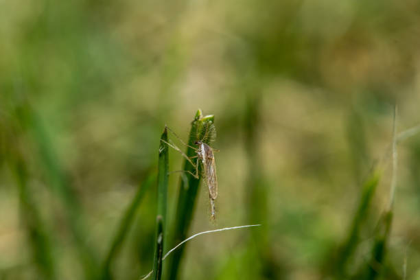 istock male mosquido resting on twig with blurred background 2199316256