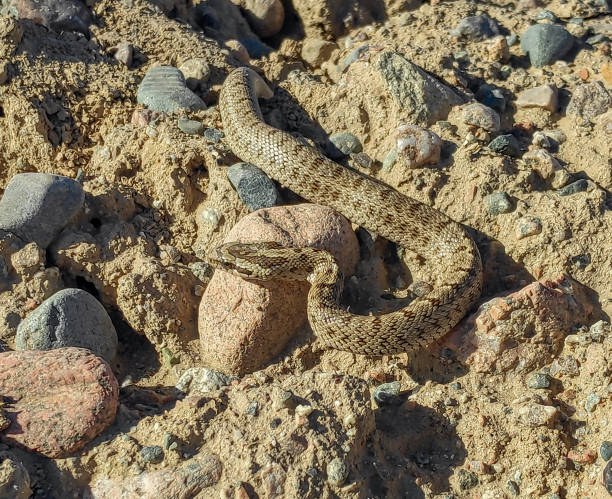 istock the snake hid among the rocks and sand 2199318354