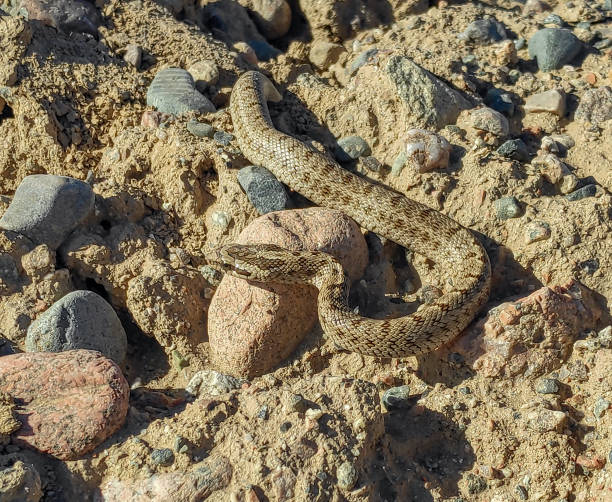 istock the snake hid among the rocks and sand 2199318375