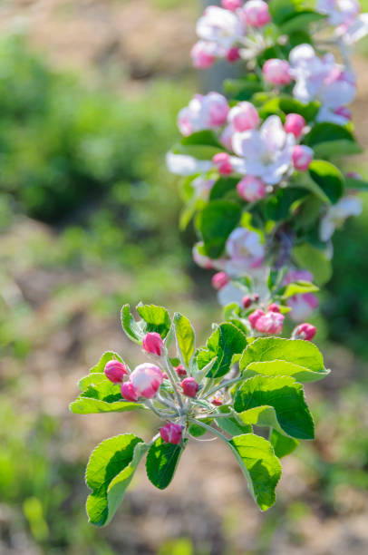 Rows of blossoming apple trees in fruit garden