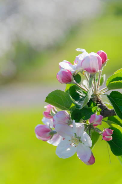 Apple blossoms bloom in spring. Aomori, Japan