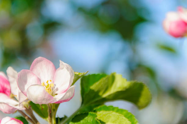 Apple blossoms bloom in spring. Aomori, Japan