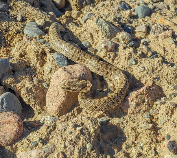 istock the snake hid among the rocks and sand 2199319362