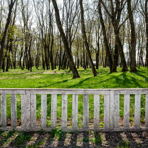 Springtime in countryside: fresh green grass and first leaves on trees.