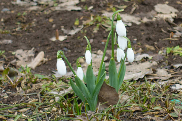7 white flowers of common snowdrops in mid March