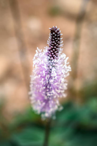 Plantago media has several applications, such as antimicrobial, anti-inflammatory, anti-histaminic, hemostatic, cicatrizing, expectorant