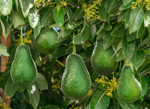 istock Avocado fruits between green leaves on the avocado tree close up. 2199322279