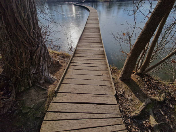 istock floating walkway made of wooden planks. narrow curved paths on stakes driven into the bottom, above the lake water. you don't have a railing. design crossing over water in a natural protected area, pillar 2199323469