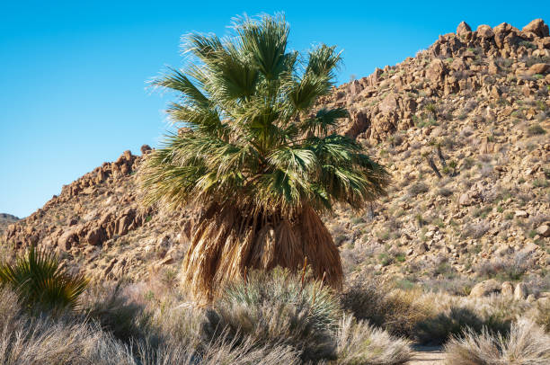 istock Cactus Trees at Joshua Tree National Park 2199324032