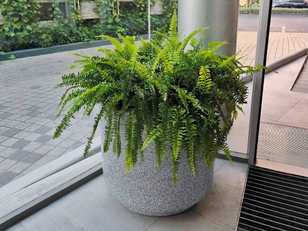 istock Tree in ceramic pot. Plants growing in pots or planters. beautiful natural home decorations. Interior design 2199324296