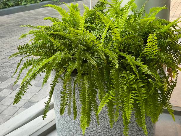 istock Tree in ceramic pot. Plants growing in pots or planters. beautiful natural home decorations. Interior design 2199324316