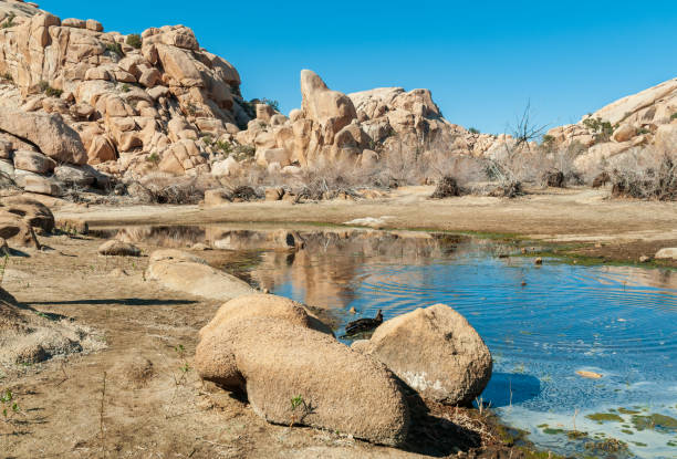 istock Barker Dam at Joshua Tree National Park, California 2199325124