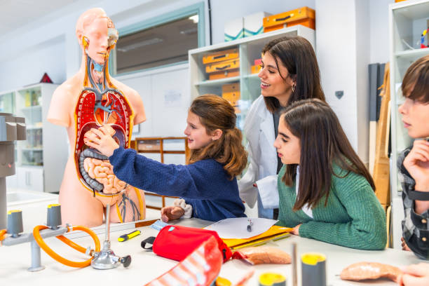 istock Students studying human anatomy with anatomical model in science class 2199328053