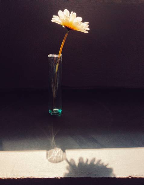 istock White flowers in a glass vase in reflections and dramatic shadows from a window. 2199328851