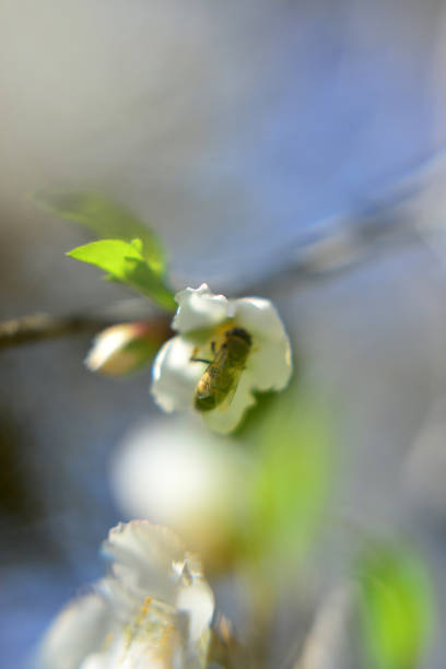 Almond blossom flowers and bee