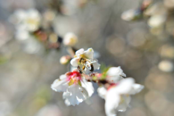 Close-up of blooming springtime almond (Prunus dulcis) blossoms on orchard trees.Taken in the Sacramento Valley, California, USA.